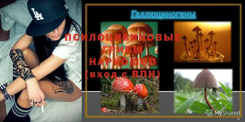 Псилоцибиновые грибы Psilocybe  Сертолово 